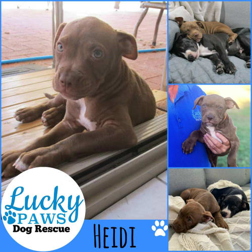 Heidi