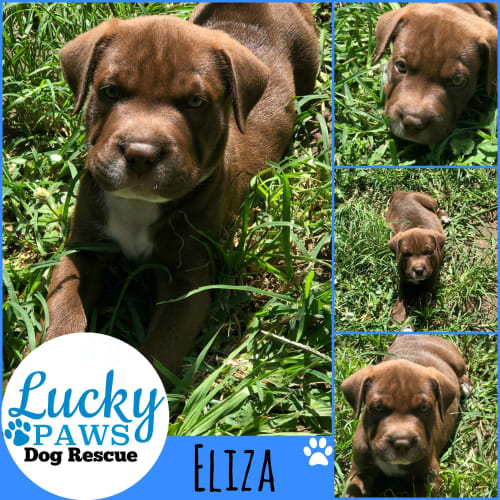 Eliza