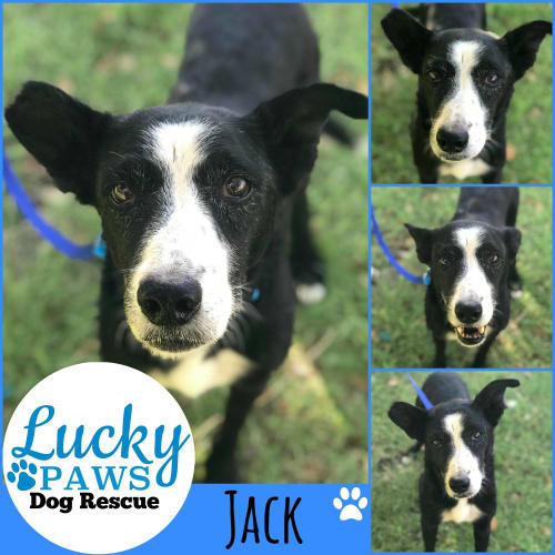 Jack