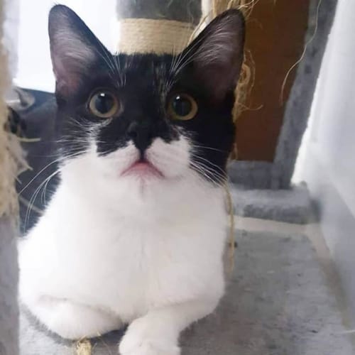 Biscuit
