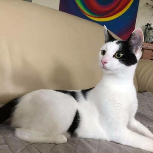 Dotti
