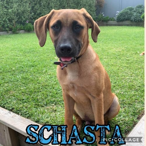 Schasta