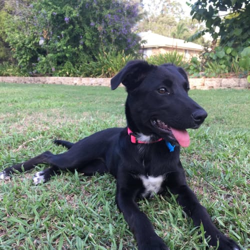 Pepper 
