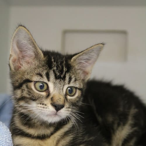 Edmond