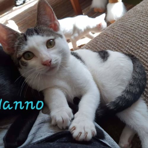 Nanno