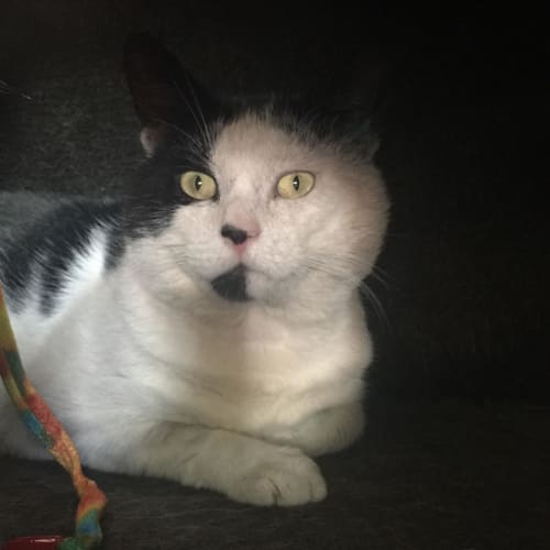 Alfred - Located in Preston