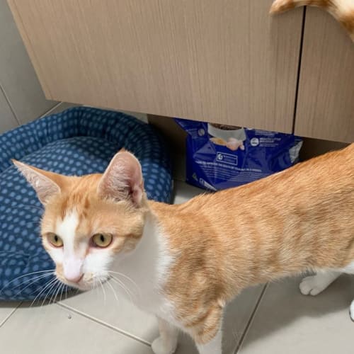 Marmalade