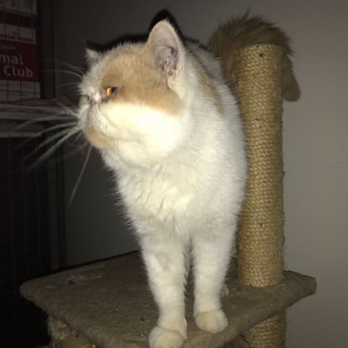 Cyrus