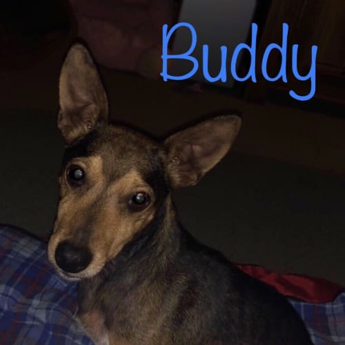 Buddy