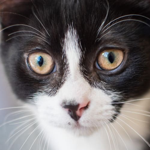 Bandit