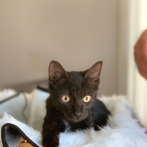 Storm 🐱