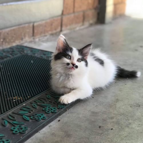 Freddie Purr-cury 