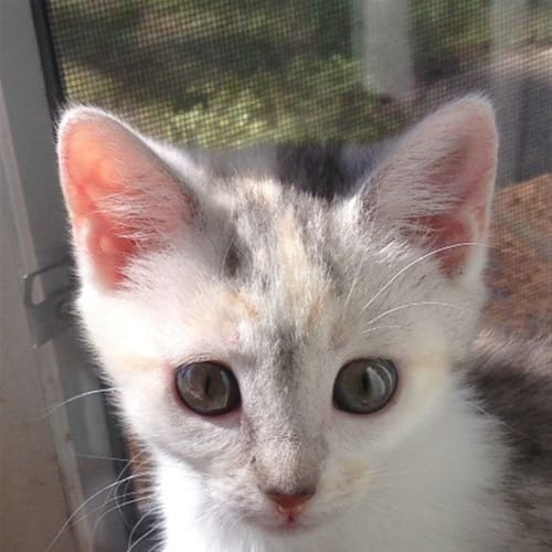 Sweetpea