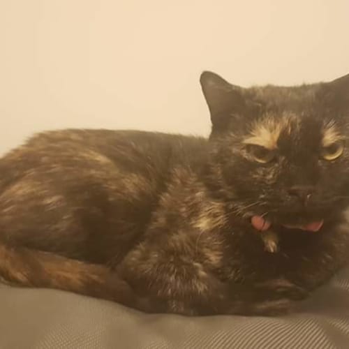 Suki