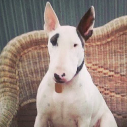 Rocky - foster carer needed