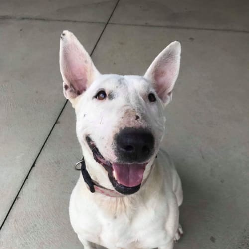 Nancy - foster carer needed