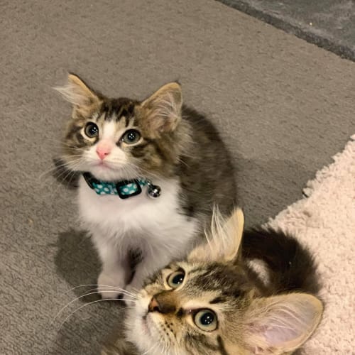 Ally & Bonnie