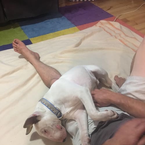 Mouse - foster carer needed