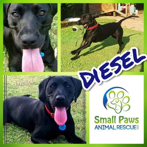 Diesel