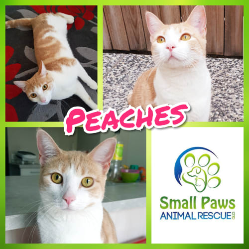 Peaches