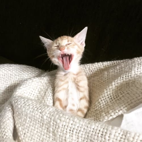 Peanut, Cashew & Acorn