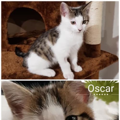 Oscar 