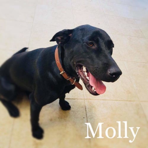 Molly