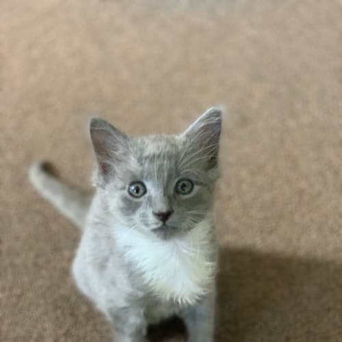 Greyson 🧡