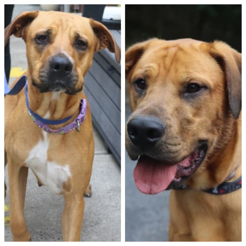 Honey and Samson