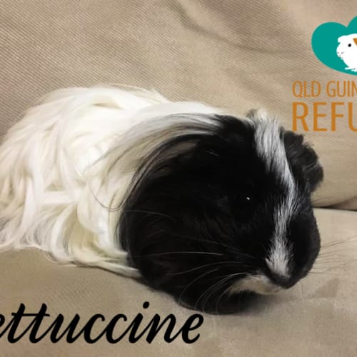 Fettuccine (indoor home preferred)