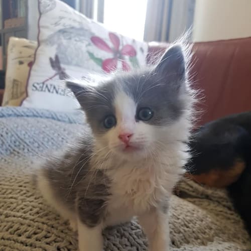 Catbury - Available end of April