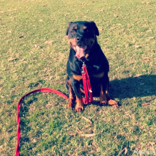 Chief ** Pure Breed Rottweiler **