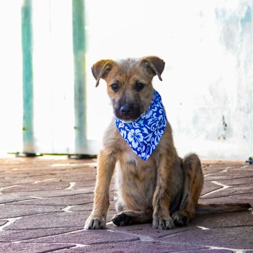 Dawson ~ Wolfhound X puppy (on trial 6/4/19)