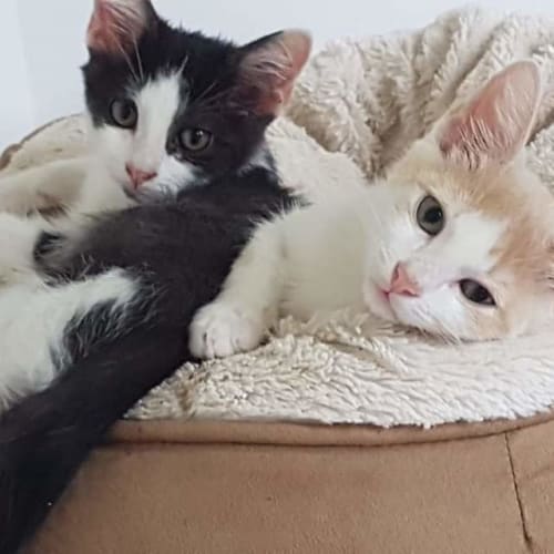 Carmello and Teddy