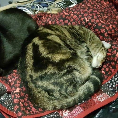 Zohey (& Mango)