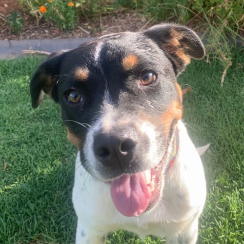 Arnya! *On Trial in Her New Home*