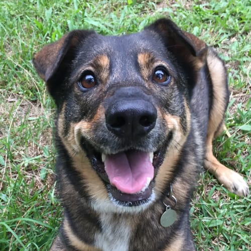 Lola ~ Shar-Pei x ~ Rehomed 5/4/19