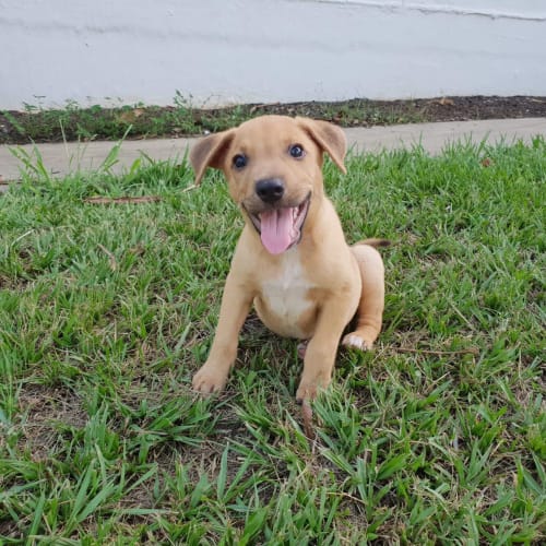 Mambo *Adoption Pending* 