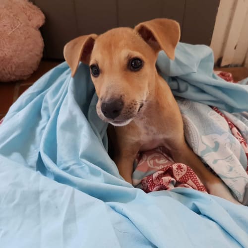 Fox **Adoption Pending**