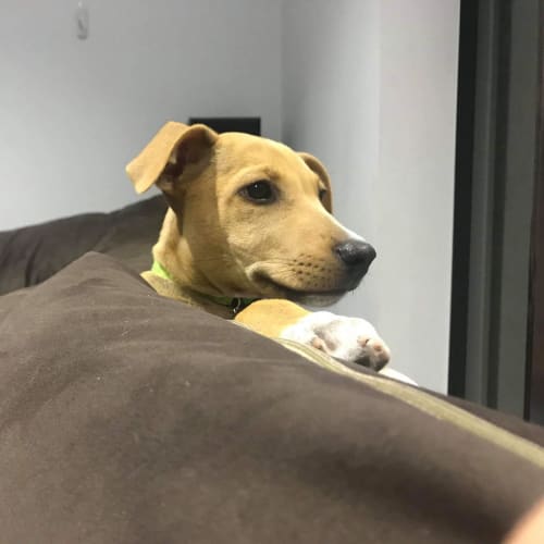 Tango *Adoption Pending*