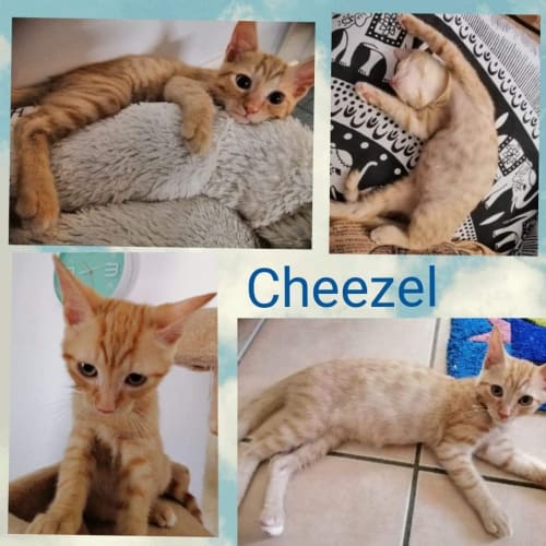 Cheezel