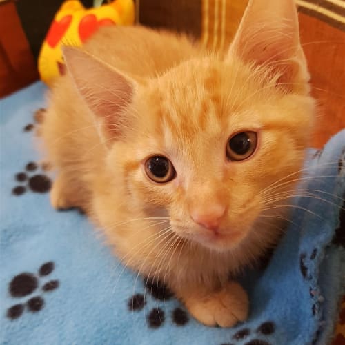 Tom