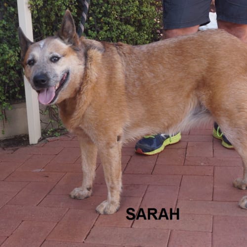 Sarah