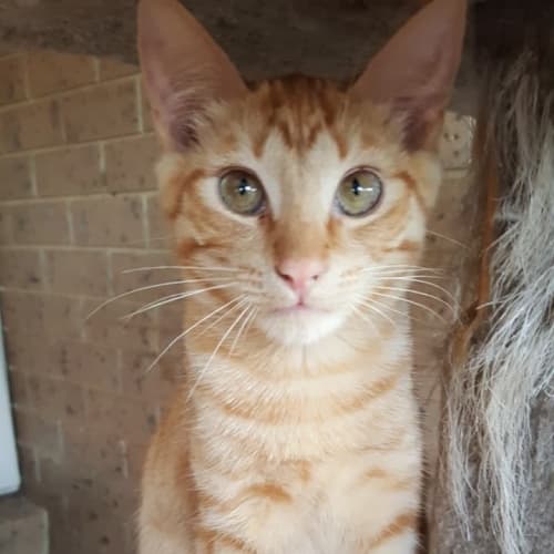 Flame the heart kitten