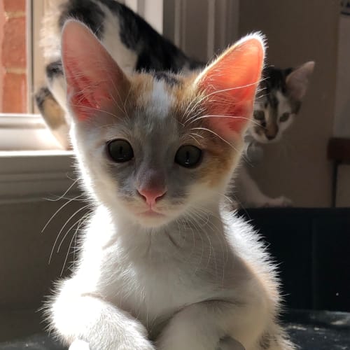 Minnie