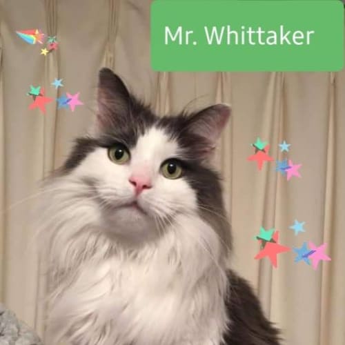 Mr Whittaker