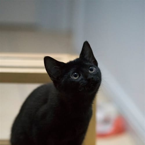 Cocoa