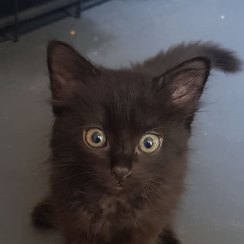 Pip