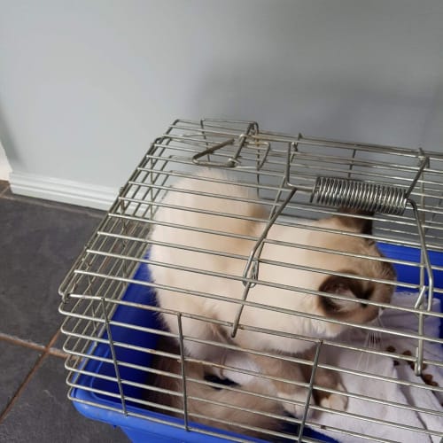 Ragdoll foster carer needed 