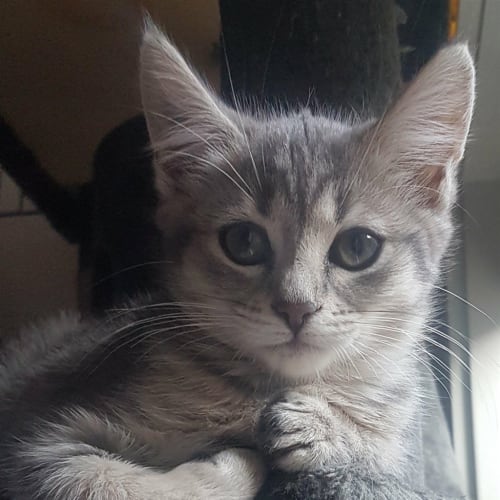 Tuna